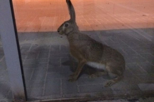 Volgograd hare se snažil opustit město letadlem